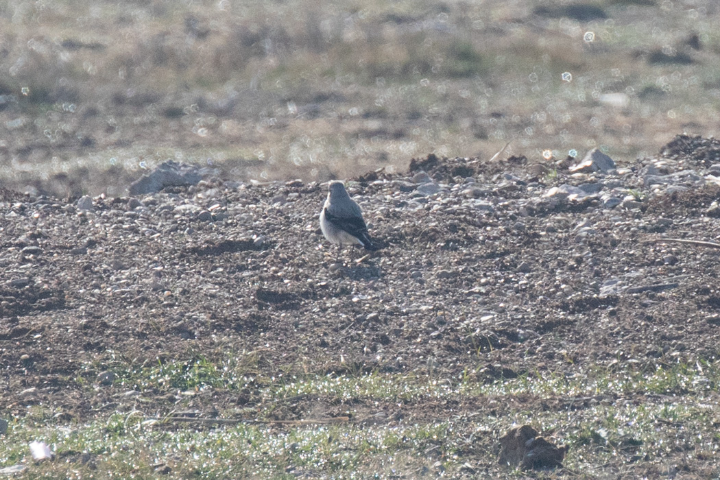 Kuyrukkakan