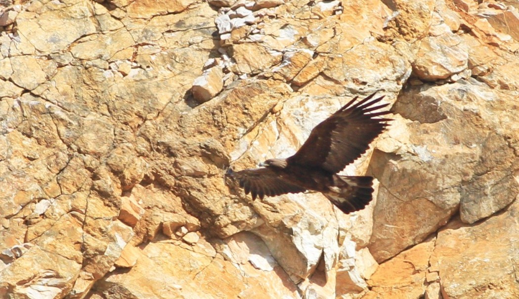 Kaya kartalı