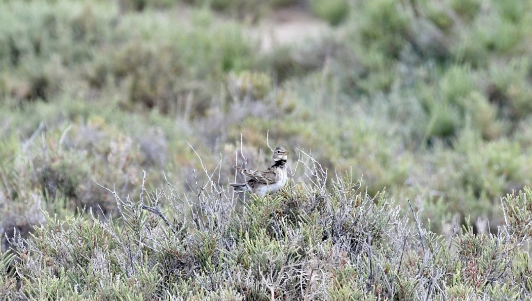 Boğmaklı toygar