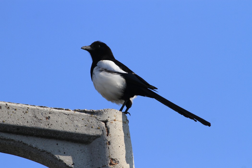 Saksağan