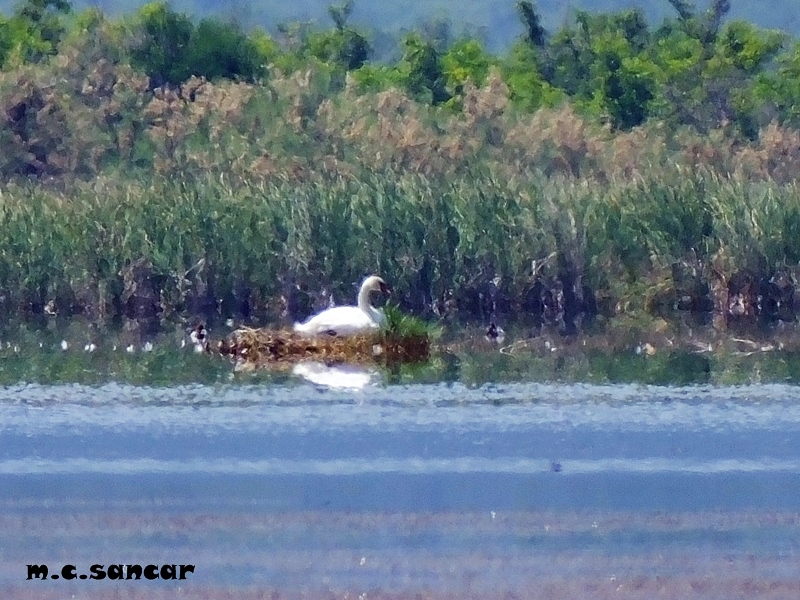 Kuğu