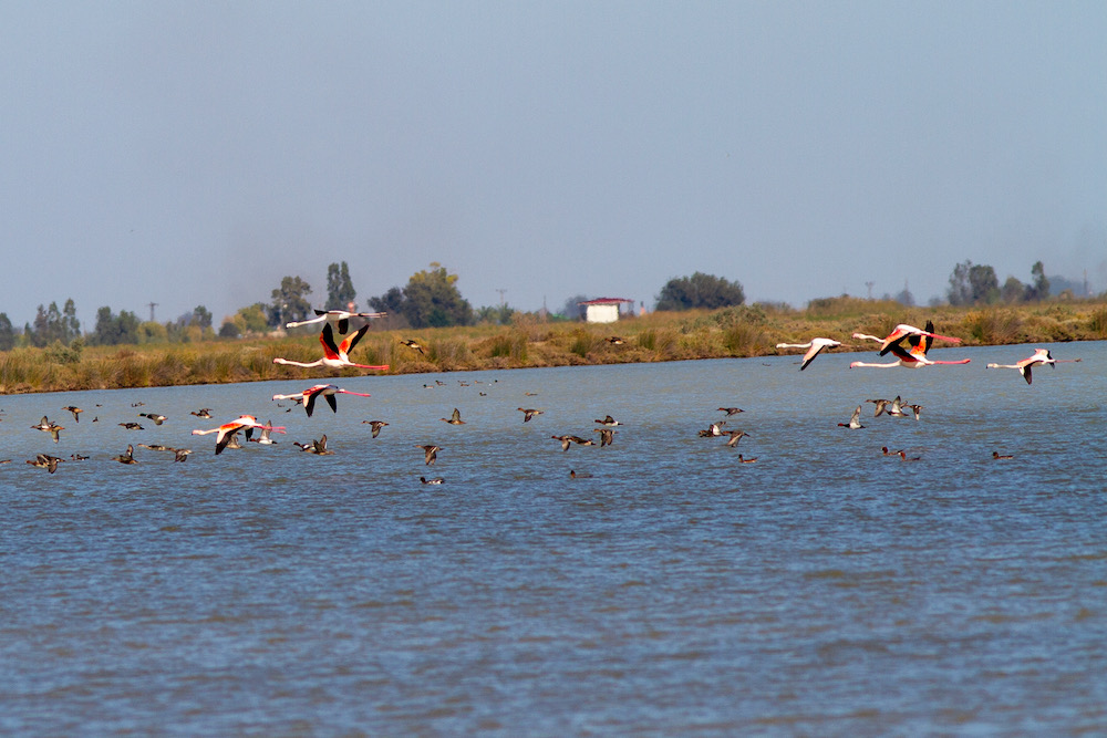Flamingo