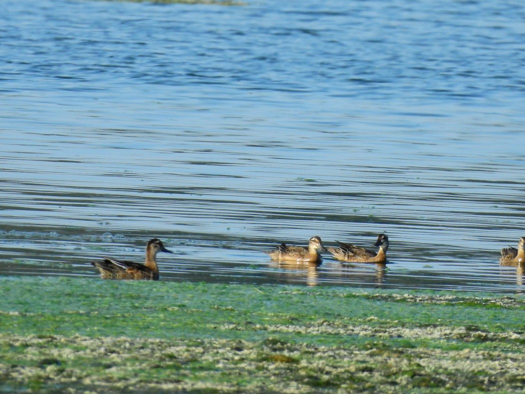 Çıkrıkçın