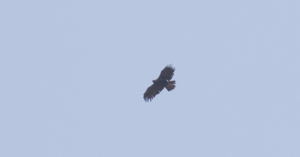 Şah kartal