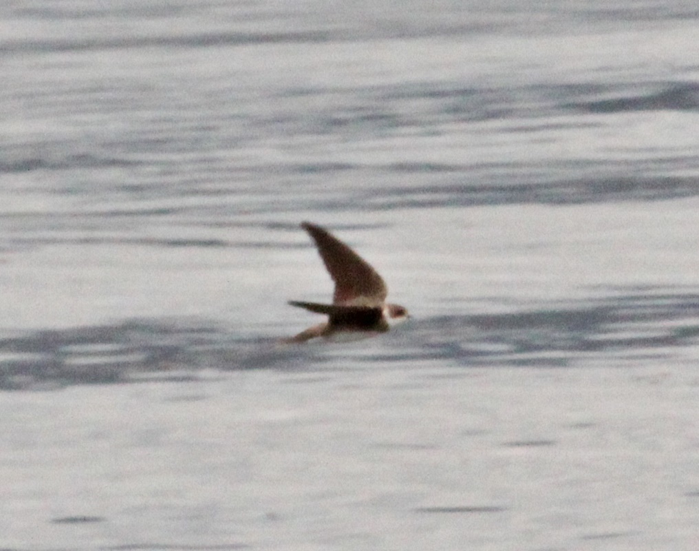 Kum kırlangıcı