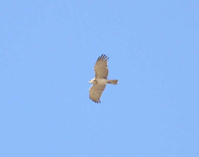 Yılan kartalı