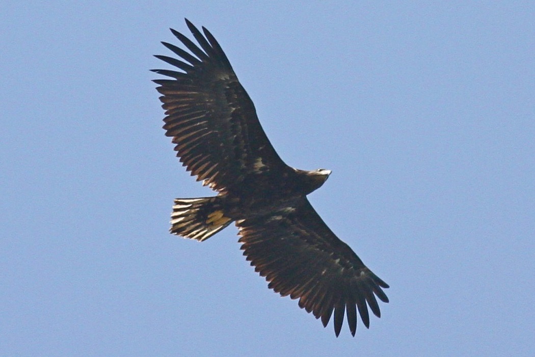 Akkuyruklu kartal
