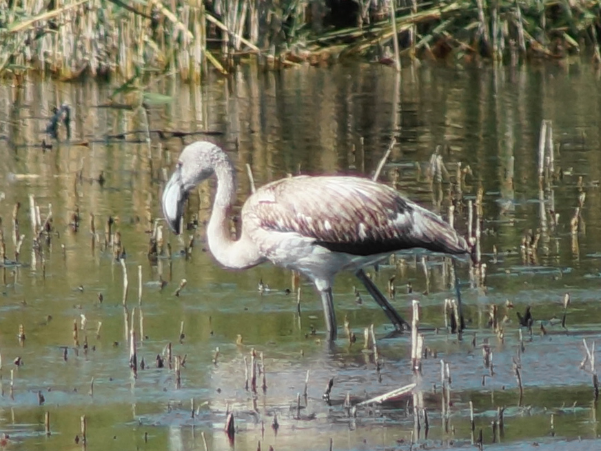 Flamingo
