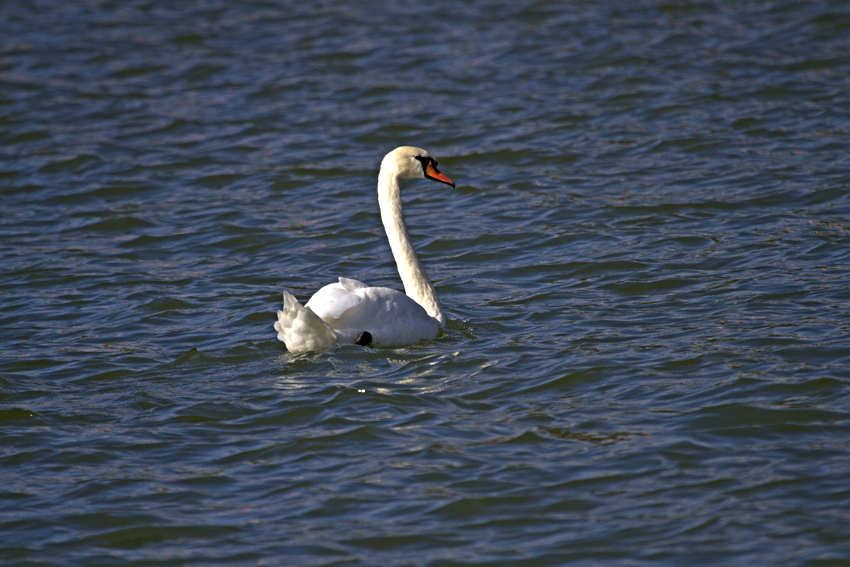 Kuğu