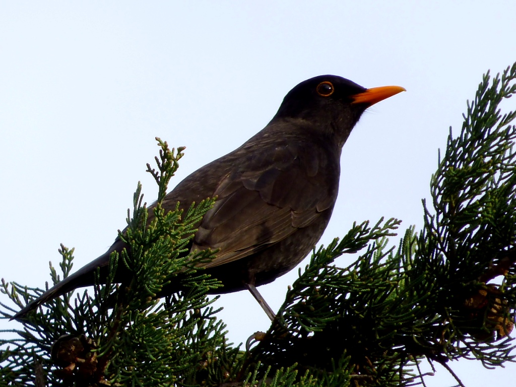 Karatavuk