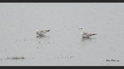 Gözlem