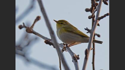 Gözlem