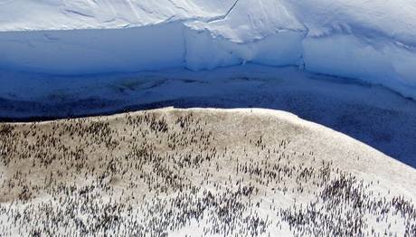 Altı bin yavru penguenin yaşadığı koloni