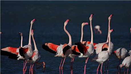 Flamingoların Zaferi...