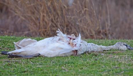 KIRKLARELİ İğneadada Vahşet