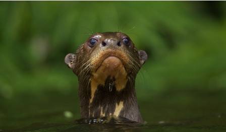 Wildlife Photographer of the Year