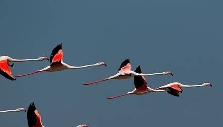 Flamingolar rekor kırdı
