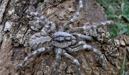 Dev Bir Tarantula Türü Keşfedildi