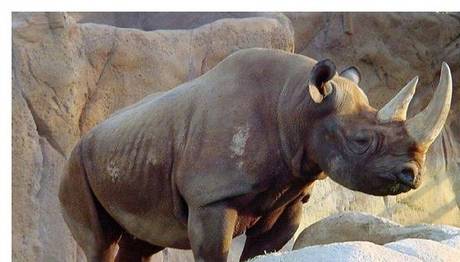 SUMATRA GERGEDANI İÇİN SON ŞANS