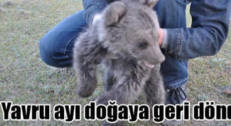 Yavru Ayı Doğaya Geri Döndü