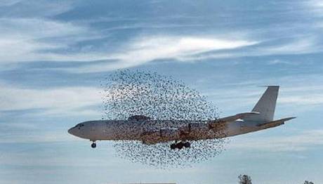 Kuş sürüsü ile karşılaşan pilot kuleyi uyardı