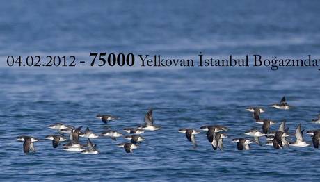 Yelkovan projesini Dilek Şahin e sorduk.