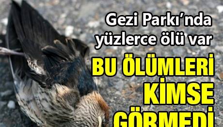 Örnek haber adı gelecek.