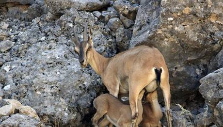Türkiye Yaban Hayatı 5.Fotoğraf Yarışması