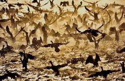 National Geographic Türkiye Fotoğraf Yarışması Sonuçlandı