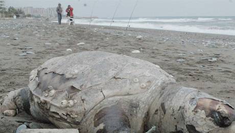 Carettayı yüzgecine taş bağlayıp denize attılar