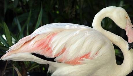 Dünyanın en yaşlı flamingosu öldü