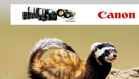 Canon un Şubat 2014 seçimi Alaca Sansar