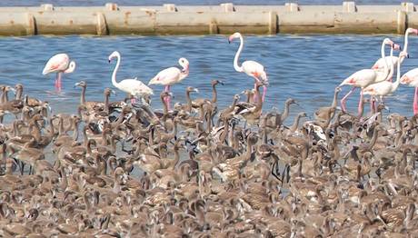 İzmir Kuş Cenneti'nde Binlerce Flamingo Yavrusu