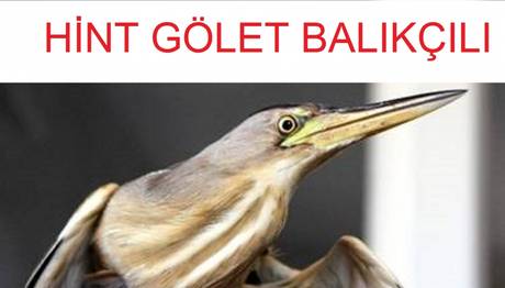 Örnek haber adı gelecek.