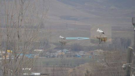 Kış Leyleklerinden Haber Var
