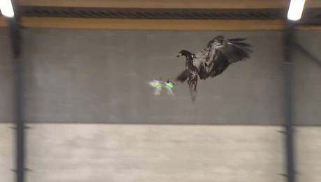 Drone avcısı kartal
