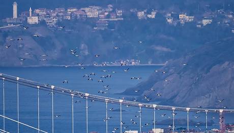 3. Köprü Kuşların Göç Yolu Üzerinde