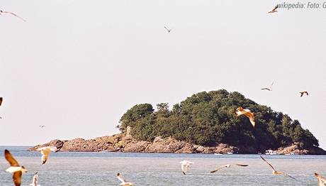 Binlerce Kuş Giresun Adası'na Yuva Yaptı