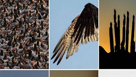 2016 Audubon Fotoğraf Yarışması sonuçları