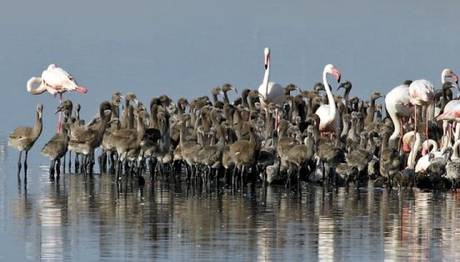 Kuş Cenneti'nde flamingo rekoru