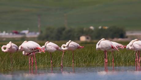 Van'da Flamingoların Görsel Şöleni Başladı