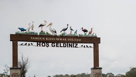 Deltada Şok