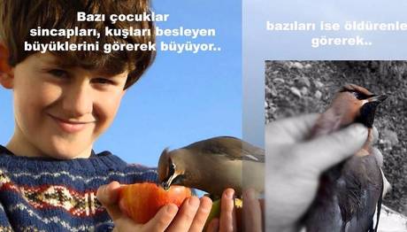 İpekkuyruklar Geldi Ama...