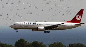 THY uçağına kuş sürüsü çarptı