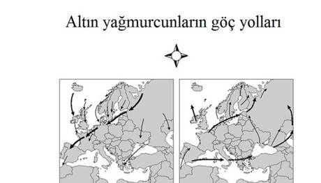 PİSA Testinde Kuş Soruları