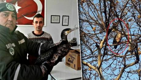 Yaralı Karabatak Kurtarıldı