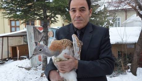 Yaralı Toy