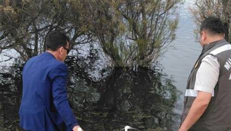 Yabani kuşlar tedavi edildikten sonra doğaya bırakılıyor