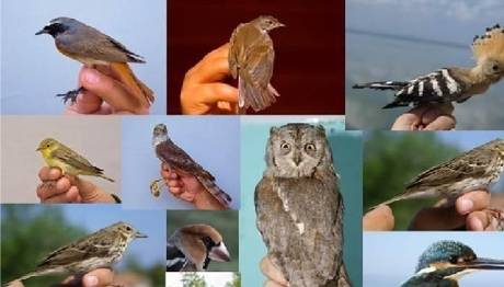 Türkiye Ulusal Kuş Halkalama Programı Raporu 2016
