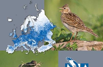 Kuş Atlası Die Vogelweltde